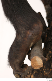 Chimpanzee Bonobo foot 0010.jpg